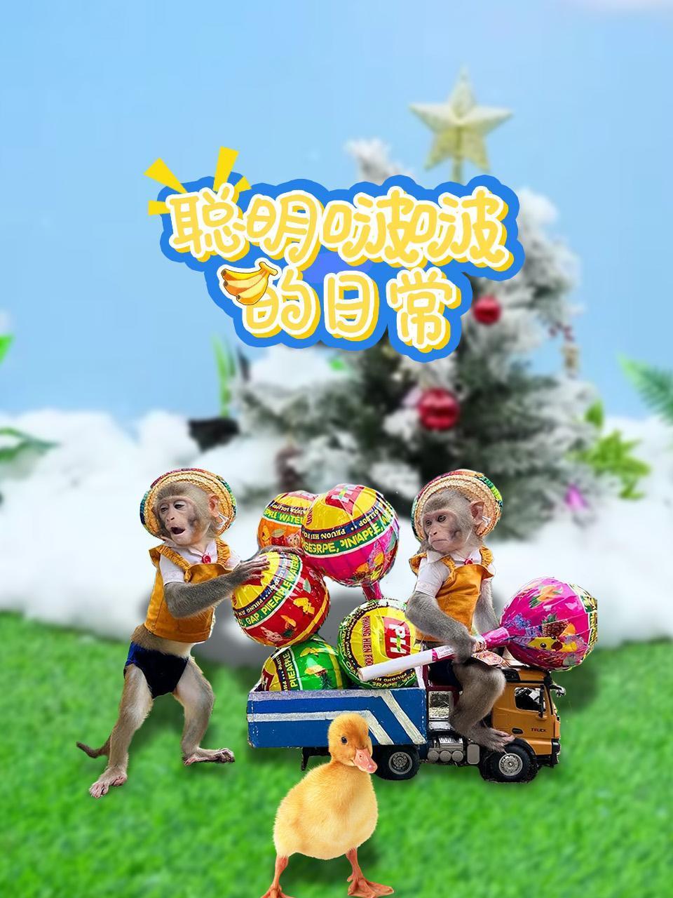 聪明啵啵的日常